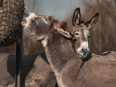 &Acirc;ne de l'Amiata - De Zonnegloed - Refuge pour animaux